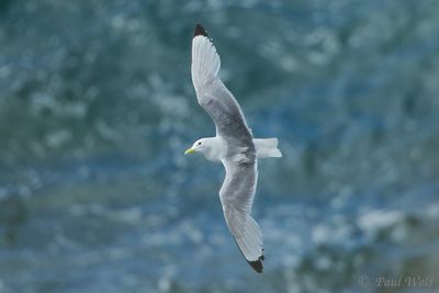 Black-legged Kittiwake - Rissa tridactyla
