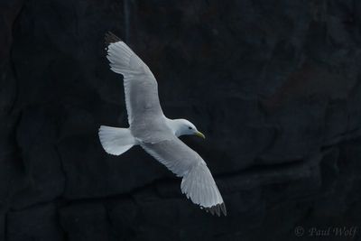 Black-legged Kittiwake - Rissa tridactyla