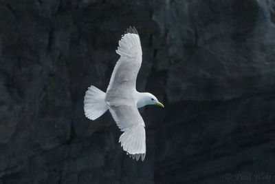 Black-legged Kittiwake - Rissa tridactyla