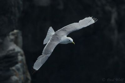 Black-legged Kittiwake - Rissa tridactyla