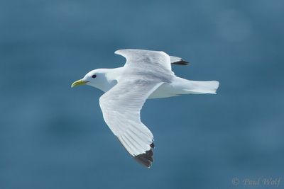 Black-legged Kittiwake - Rissa tridactyla