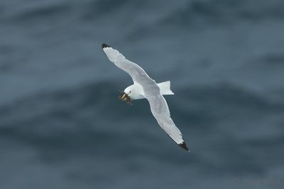 Black-legged Kittiwake - Rissa tridactyla