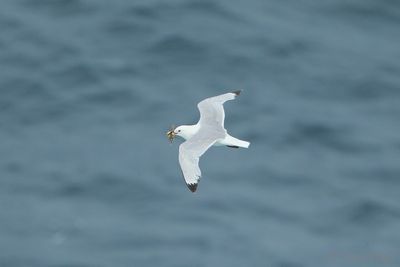 Black-legged Kittiwake - Rissa tridactyla