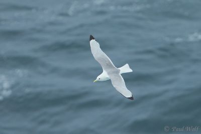 Black-legged Kittiwake - Rissa tridactyla