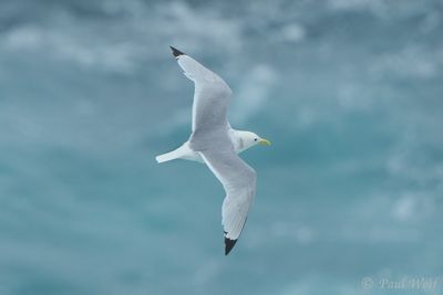 Black-legged Kittiwake - Rissa tridactyla