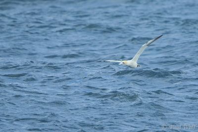 Northern Gannet - Morus bassanus