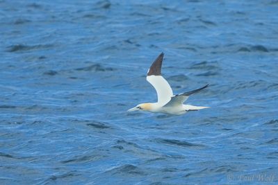 Northern Gannet - Morus bassanus