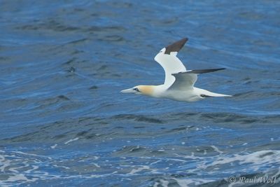 Northern Gannet - Morus bassanus