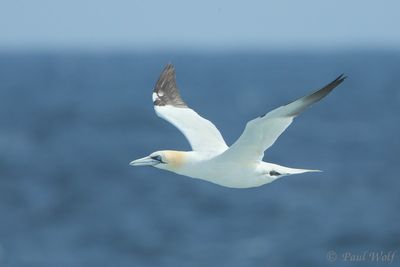 Northern Gannet - Morus bassanus