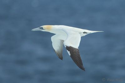 Northern Gannet - Morus bassanus