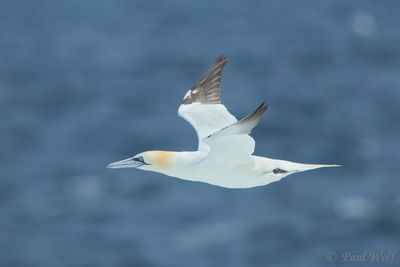 Northern Gannet - Morus bassanus