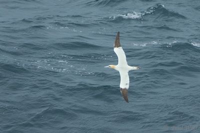 Northern Gannet - Morus bassanus