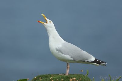 European Herring Gull - Larus argentatus