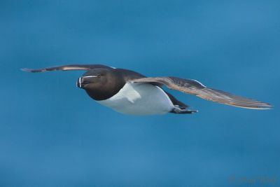 Razorbill - Alca torda