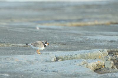 Common Ringed Plover - Charadrius hiaticula