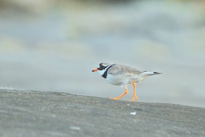 Common Ringed Plover - Charadrius hiaticula