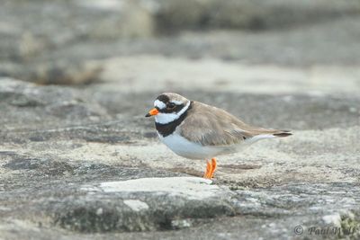 Common Ringed Plover - Charadrius hiaticula