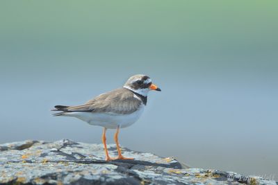 Common Ringed Plover - Charadrisu hiaticula