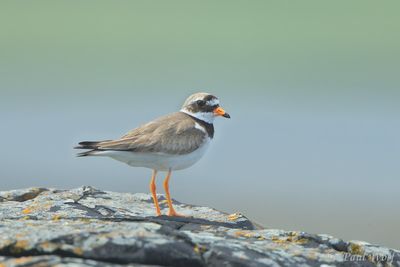 Common Ringed Plover - Charadrius hiaticula