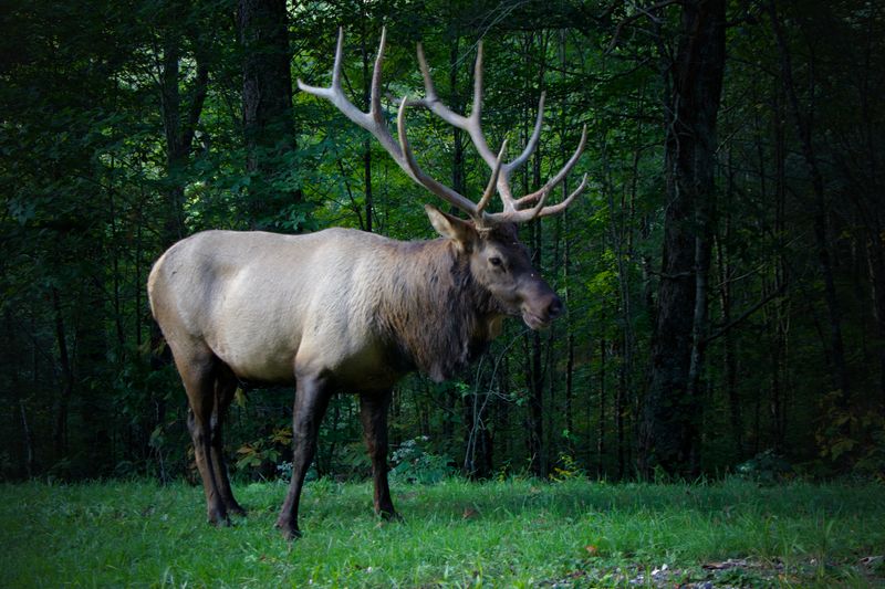 Bull Elk