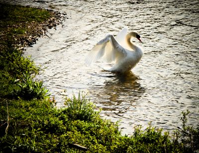 Lake J Swan