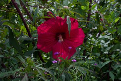 IMG_7315.JPG
