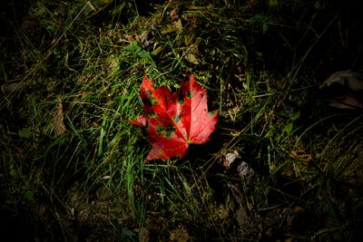 IMG_7350.jpeg