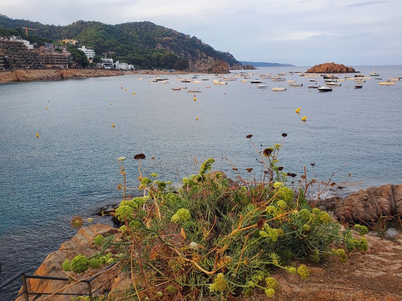 Tossa de Mar