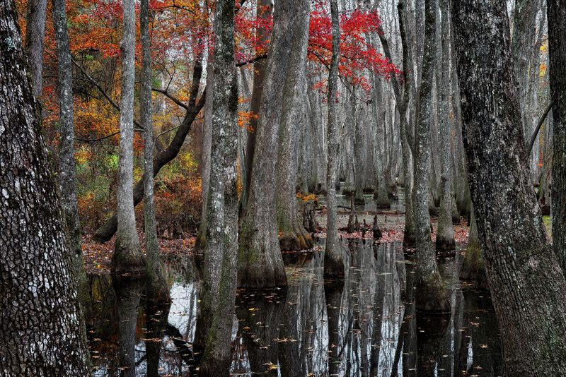 Cypress Swamp - Natchez Trace