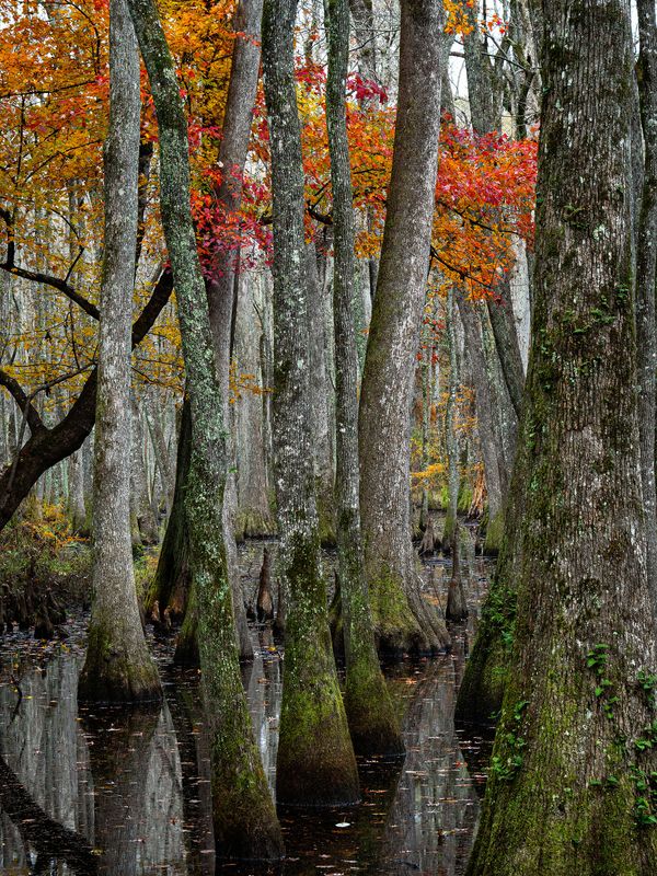 Cypress Swamp - Natchez Trace 