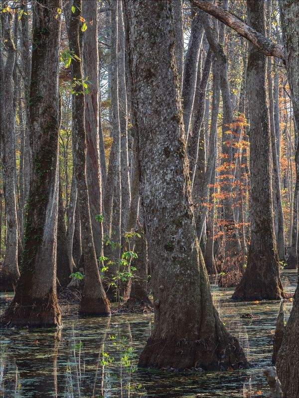 Swamp - Fall 2022