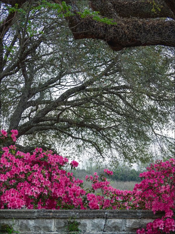  Natchez Cemetery Azaleas