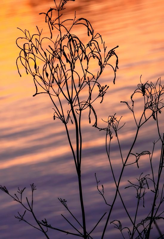  Weeds at sundown