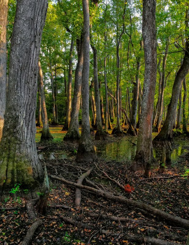 Swamp in the drought of 2023