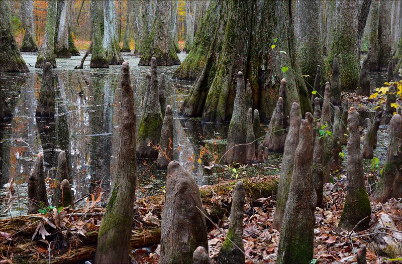 Fall Season at the Swamp 