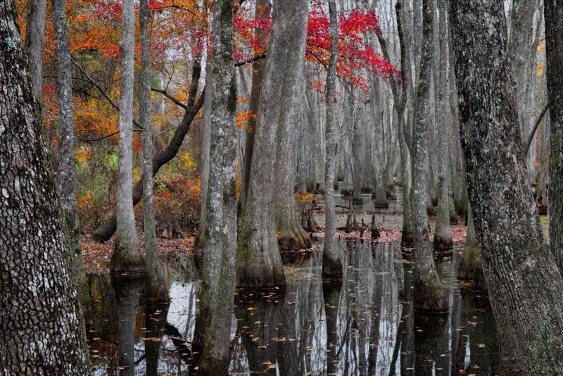 Fall Season at the Swamp 