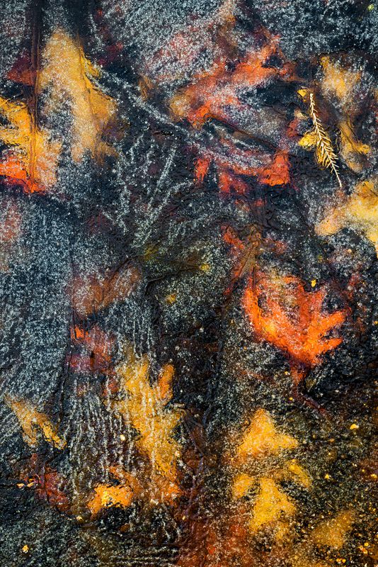 Ice over fall leaves