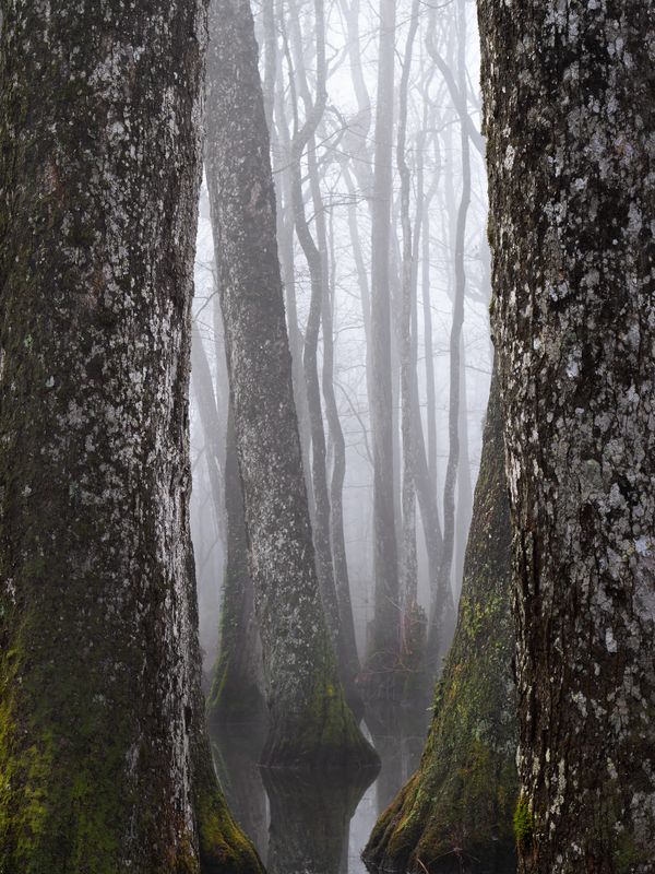 Window to the Fog 