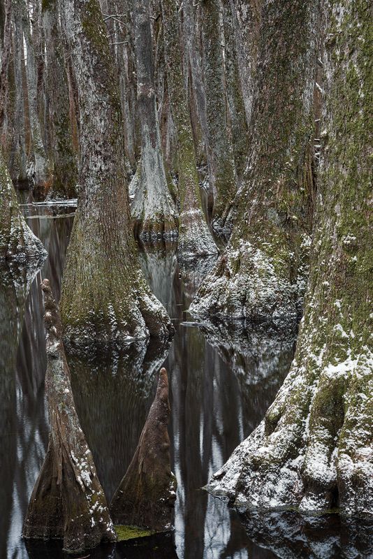 Snow at the Swamp 