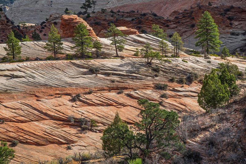  Zion 