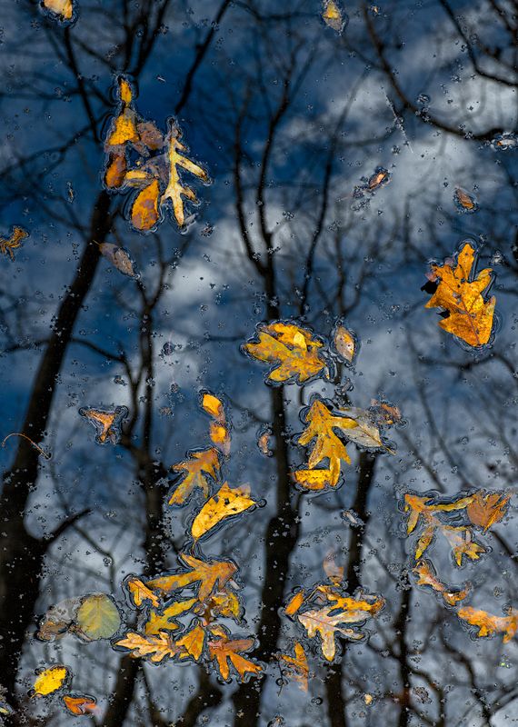 Autumn Reflection 