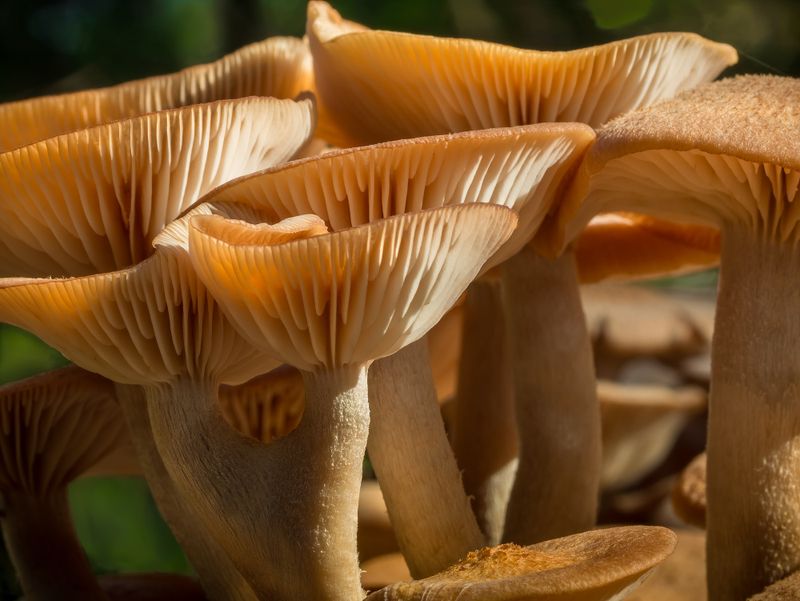 Mushrooms Day 3