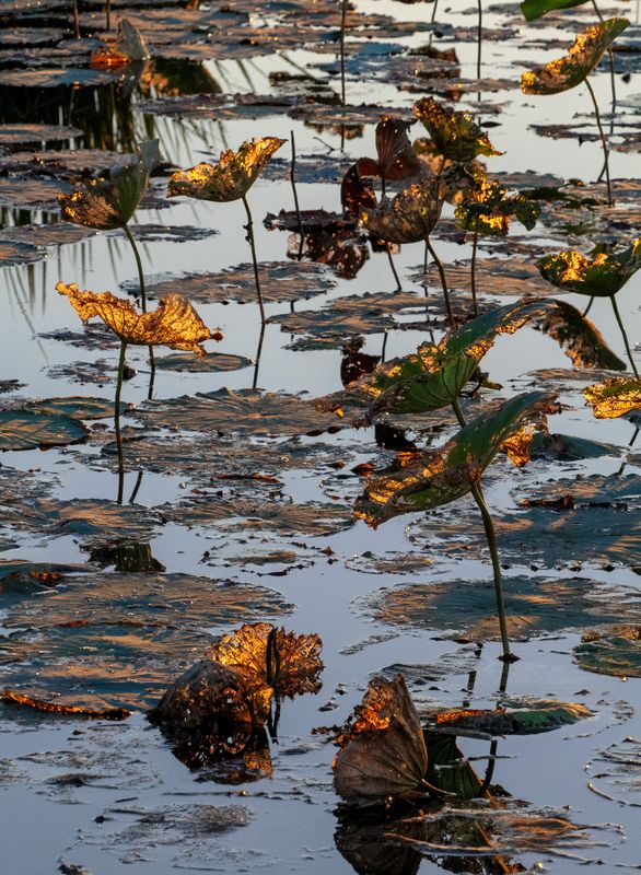Water Lilies - Gallery