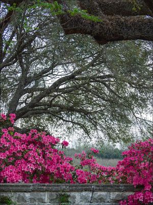  Natchez Cemetery Azaleas