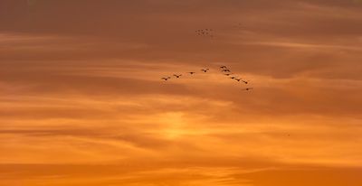  Birds at sundown