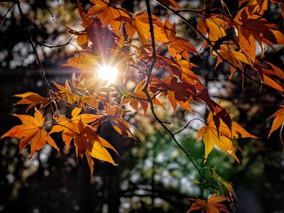  Fall Colors -  Gallery