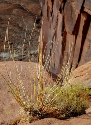  Canyonlands & Arches National Parks, Utah