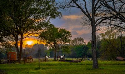 Horses & Sunset