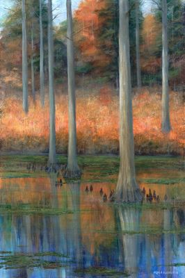 In Celebration of Bald Cypress II