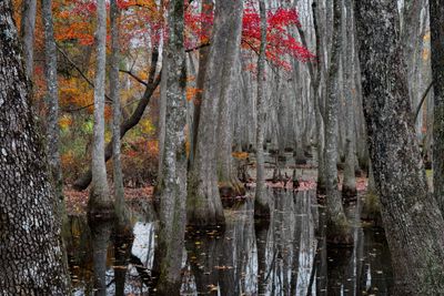 Fall Season at the Swamp 